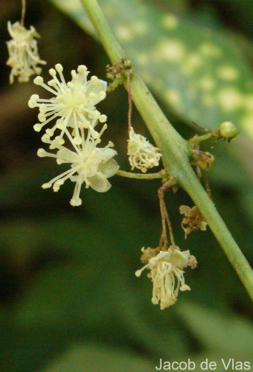 Codiaeum variegatum (L.) Rumph. ex A.Juss.